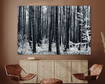 Black and white forest