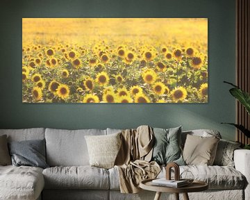 Sunflowers by Bart Ceuppens