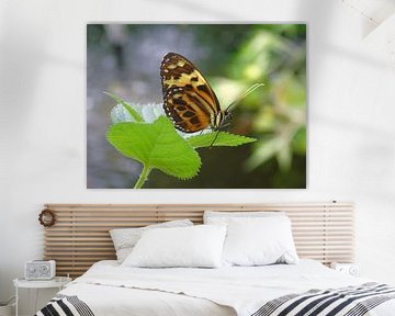 Eueides isabella ( Tropische vlinders ) Collectie 2018 von Jan van Bruggen