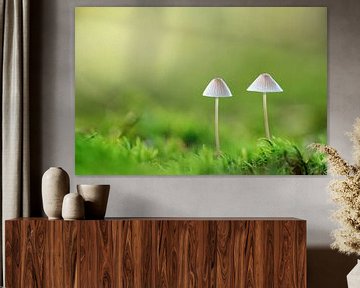 Twee paddenstoeltjes van Simon Hazenberg