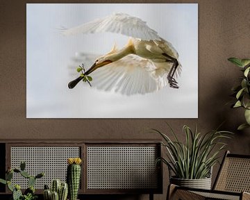 Birds | Eurasian Spoonbill in flight by Servan Ott