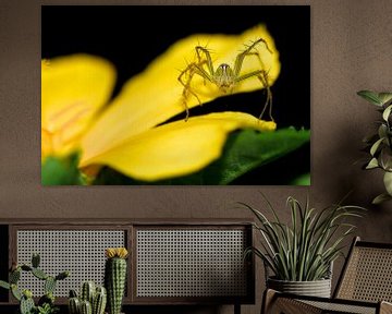 Lynx spider on a flower in Laos by Simon Hazenberg