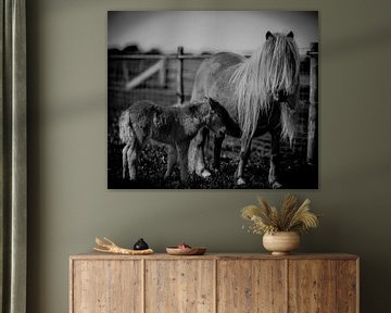 Poneys, mère avec poulain en noir et blanc sur Atelier Liesjes