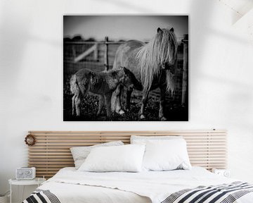 Pony mit Fohlen in Schwarz und Weiß