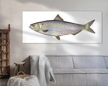 Alosa aestivalis (Blueback herring) van Fish and Wildlife