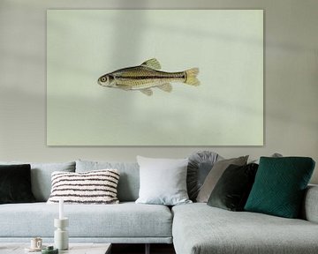 Fathead minnow fish by Fish and Wildlife