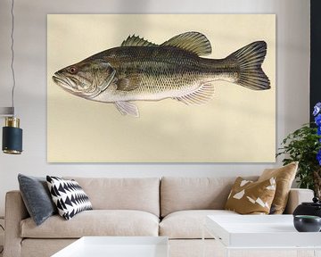 Forelbaars  (Largemouth bass fish)