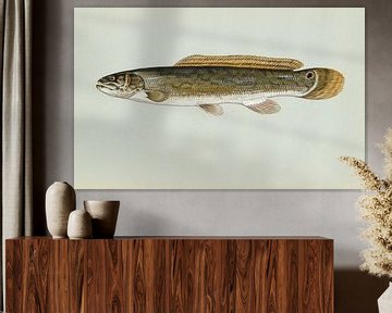 Moddersnoek (Bowfin fish) van Fish and Wildlife