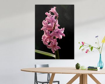 Roze hyacint met zwarte achtergrond van Brenda Hoogendijk-Bakker
