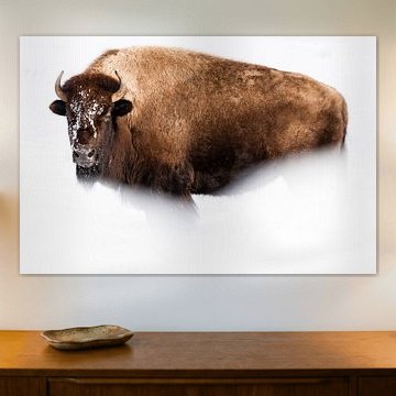 American bison