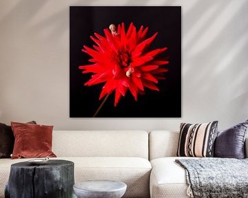 Nature morte des fleurs, Dahlia, Photographie en studio sur Coby