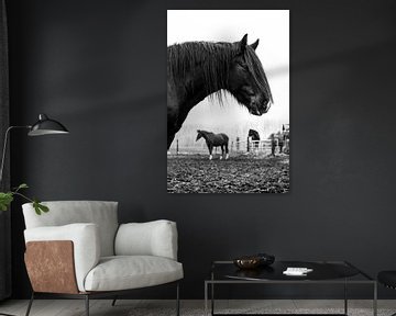 Zwart tinker paard 3 van Lina Heirwegh