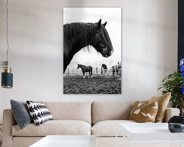 Zwart tinker paard 3 van Lina Heirwegh