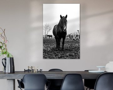 Zwart tinker paard 2 van Lina Heirwegh