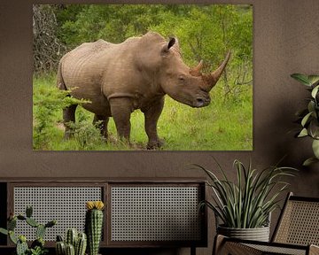 Breitmaulnashorn, Südafrika