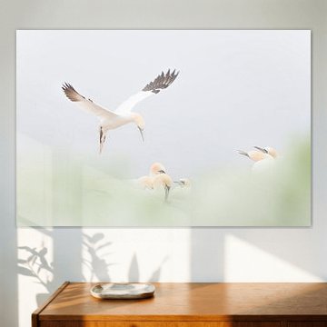 Jan Van Gent Vliegend