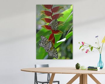 Zebrafalter auf einer Heliconia