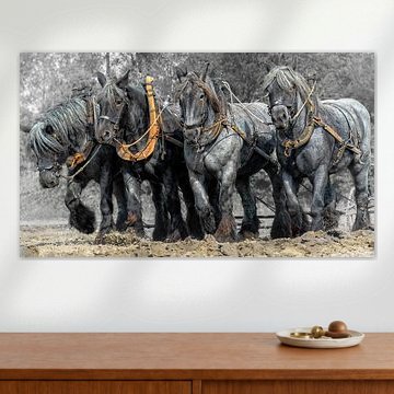 Zeeland draft-plough horses by Carina Dumais