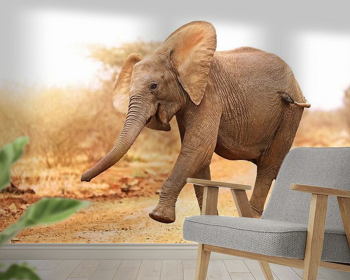 Beispiel fototapete: Junger Elefant läuft ins Licht, Südafrika von W. Woyke
