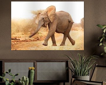 Junger Elefant läuft ins Licht, Südafrika von W. Woyke