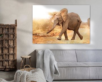 Young elephant run into the sunlight, South Africa van W. Woyke