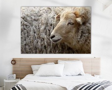 Sheep by Antwan Janssen