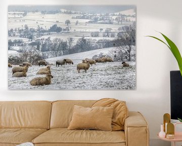Een kudde schapen op de besneeuwde heuvels in Zuid-Limburg van John Kreukniet