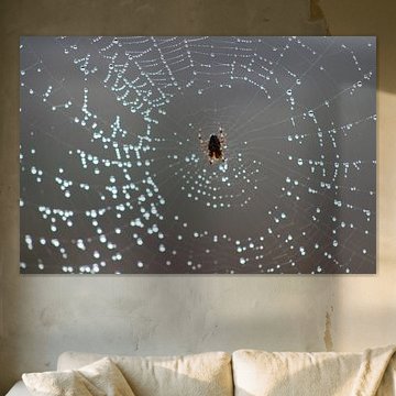 Spider House