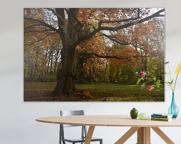 Hêtre rouge avec des couleurs d'automne dans le Land van Ooit. sur Monique Pulles