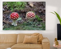 Aperçu de la chambre