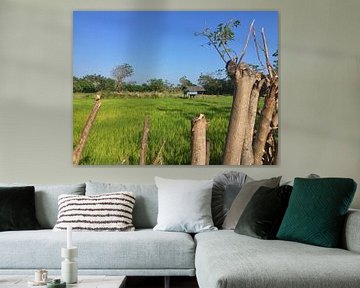 Rice field sur Christine Volpert