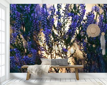 Blooming heather by Mark Scheper