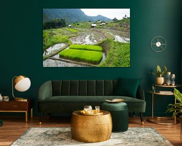 New rice plants by Martijn Stoppels