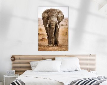 Elefant auf Frontalkurs, Südafrika