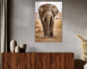 The Big Elephant, South Africa sur W. Woyke