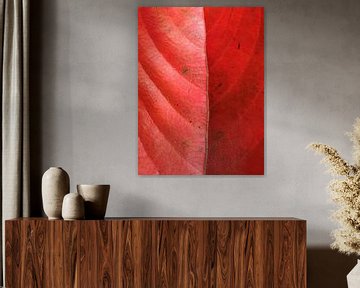 Texturiertes Blatt rot Natur Herbst  von Samantha Enoob