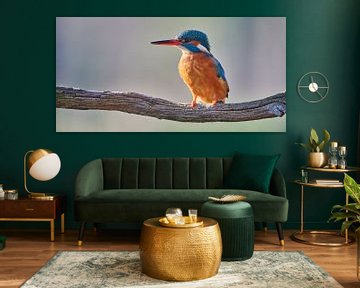 Kingfisher by Kingfisher.photo - Corné van Oosterhout