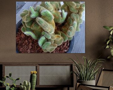 Kamerplant: SciFi Cactus 1-7 van MoArt (Maurice Heuts)
