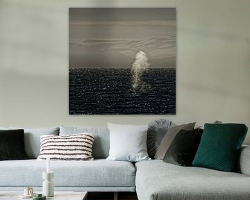 Blauwal vor der Küste von Spitzbergen von Dirk-Jan Steehouwer