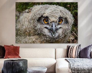 young Eagle Owl... Eurasian Eagle Owl *Bubo bubo *, close up van wunderbare Erde