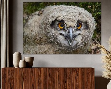 junger Uhu... Europäischer Uhu *Bubo bubo*, Portrait von wunderbare Erde