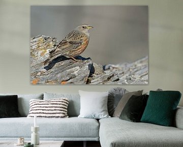 bird of the alps... Alpine Accentor *Prunella collaris* by wunderbare Erde
