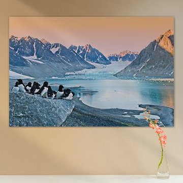 Kleine Alken im Magdalena-Fjord auf Spitzbergen (vorübergehend im Preis reduziert)