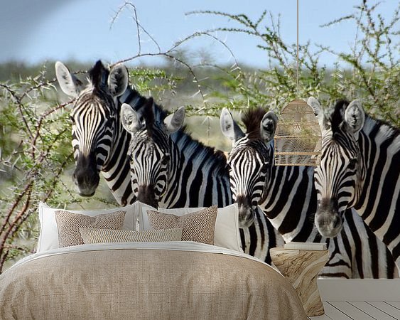 Aperçu de la chambre