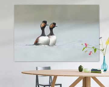 gemeinsam sind wir stark... Schwarzhalstaucher *Podiceps nigrico von wunderbare Erde