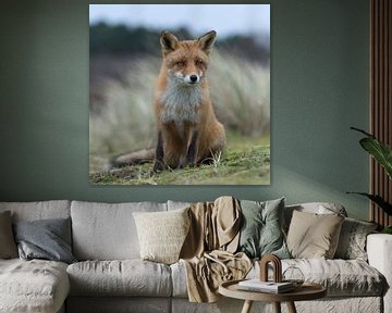 brave fox... Red Fox *Vulpes vulpes* van wunderbare Erde