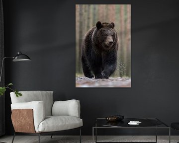 European Brown Bear *Ursus arctos* by wunderbare Erde
