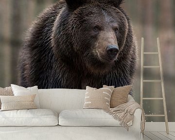 European Brown Bear *Ursus arctos* by wunderbare Erde