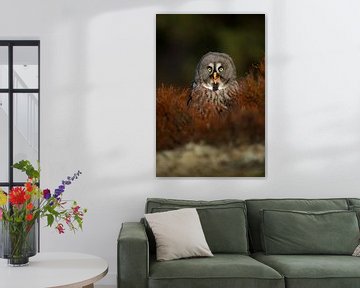 happy owl... Great Grey Owl *Strix nebulosa* sur wunderbare Erde