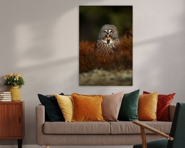 happy owl... Great Grey Owl *Strix nebulosa* van wunderbare Erde